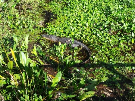 Van Fleet State Trail, wildlife