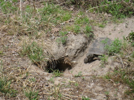 Van Fleet State Trail, wildlife