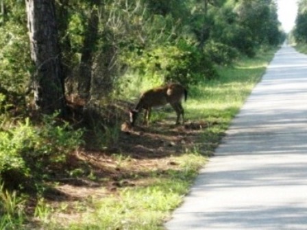 Van Fleet State Trail, wildlife