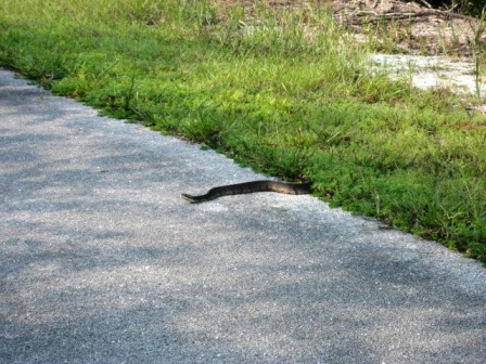 Van Fleet State Trail, wildlife