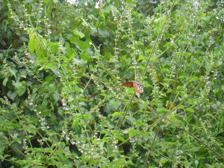 Van Fleet State Trail, wildlife