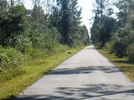 Van Fleet State Trail, wildlife