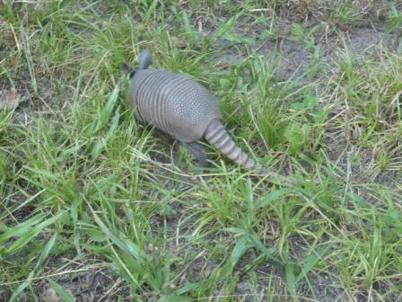 Van Fleet State Trail, wildlife