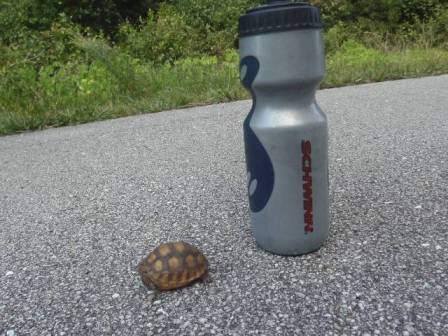 Van Fleet State Trail, wildlife