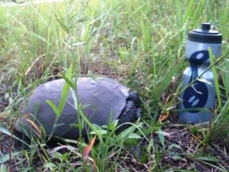 Van Fleet State Trail, wildlife